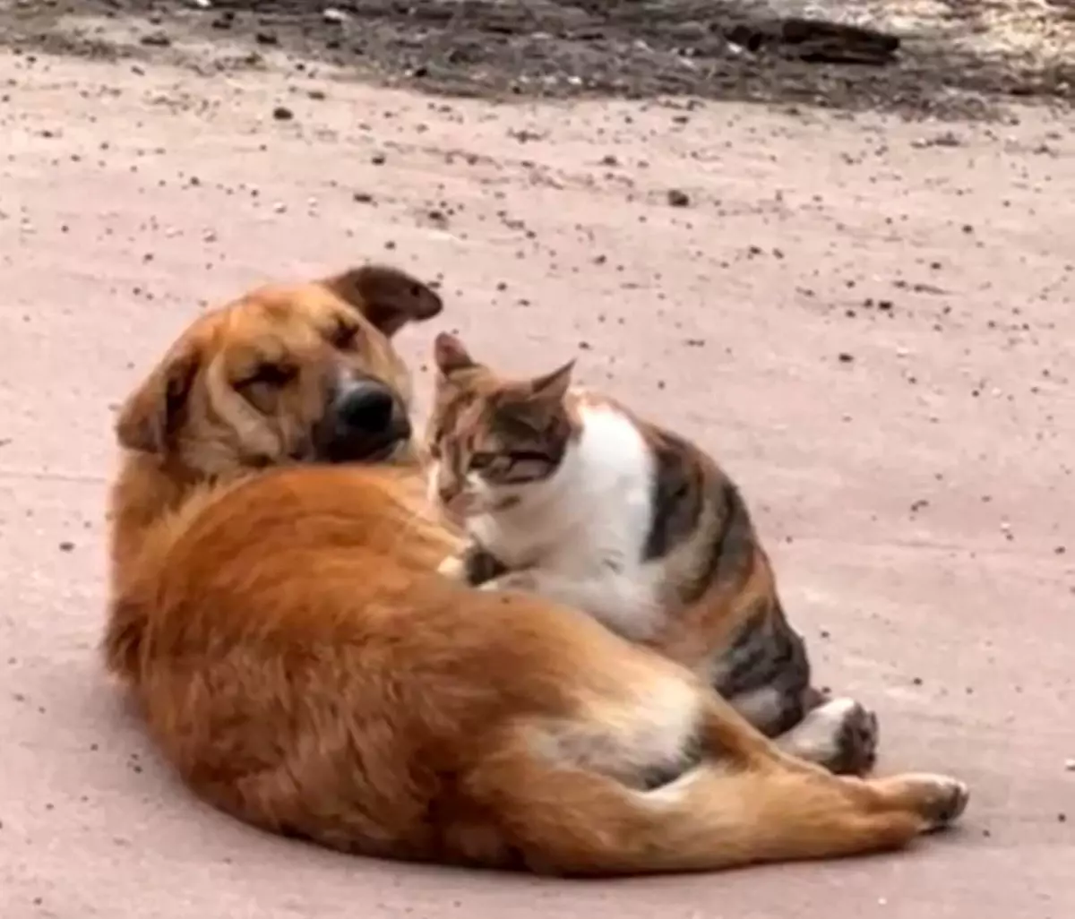 Düzce'de Kedi ve Köpeğin Şaşırtan Dostluğu