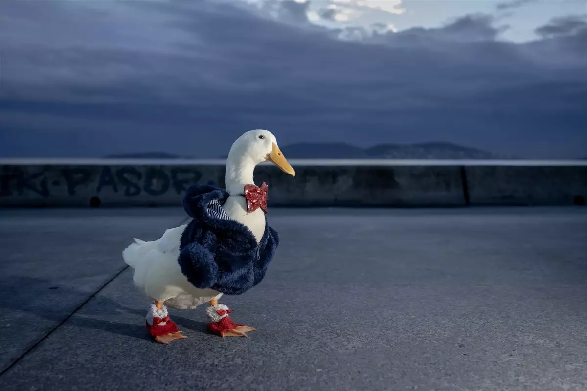 İstanbul'da Bir Kadın ve Ördeği: Sevgi Dolu Bir Hikaye